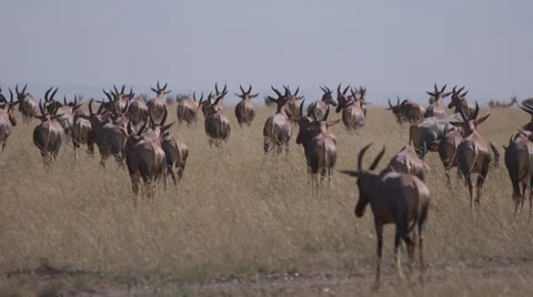 Antelope migration Video stock 61495380