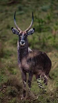 Antelope in nature Stock Photos