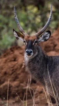 Antelope in nature Stock Photos