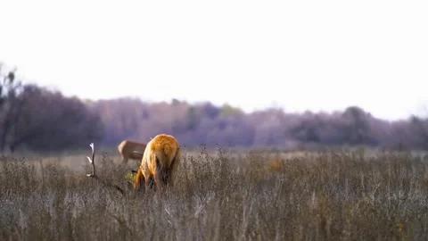 Antelope in Open Field Stock Footage 323141056