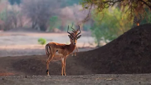 Antelope in Open Savannah Stock Footage 321837647