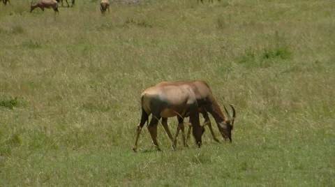 Antelope P2 Video stock 900457