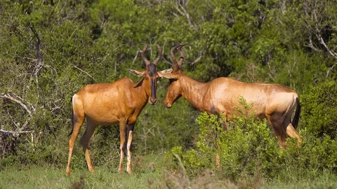 Antelope pair in green grass Stock Footage 108490410