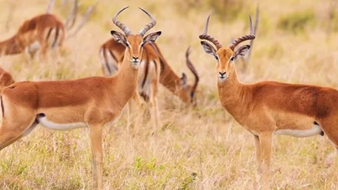 Antelope Pair Standing in Savannah Stock Footage 323137248