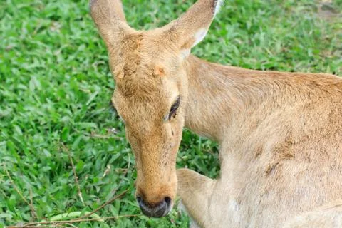 Antelope Stock Photos