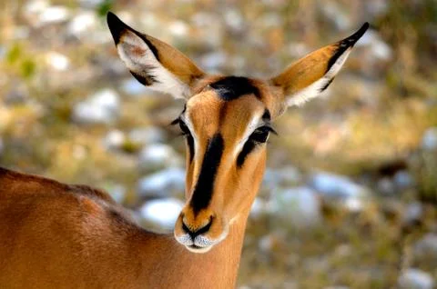 Antelope Stock Photos