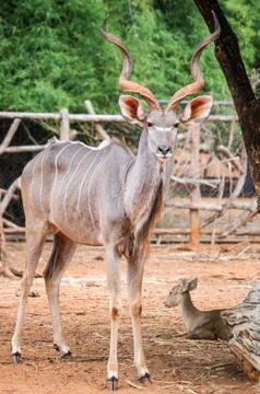 Antelope Stock Photos
