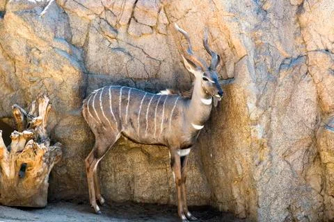 Antelope Stock Photos