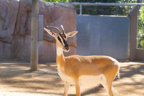 Antelope 스톡 사진