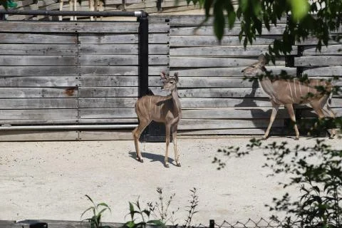 Antelope Stock Photos