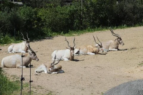Antelope Stock Photos