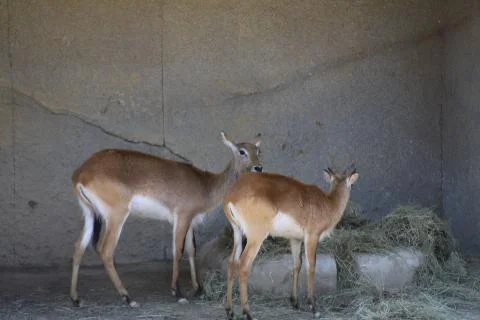 Antelope Stock Photos