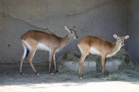 Antelope Stock Photos