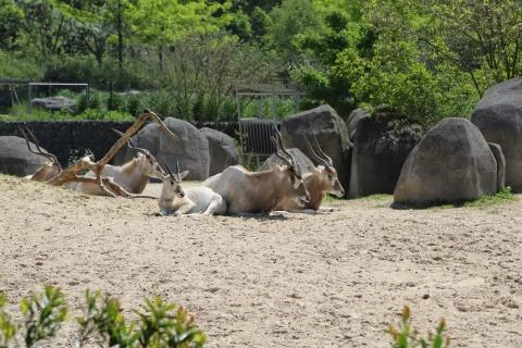 Antelope Stock Photos