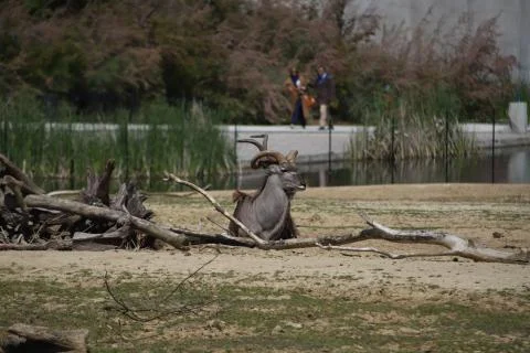 Antelope Stock Photos