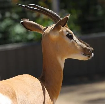 Antelope 写真素材