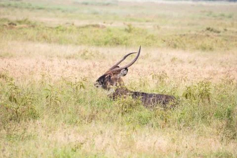 Antelope Stock Photos
