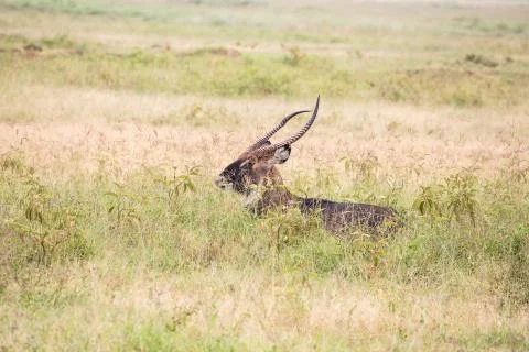 Antelope Stock Photos