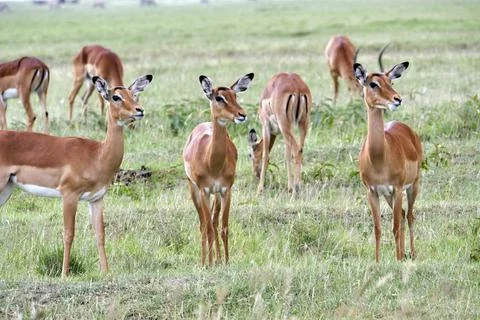 Antelope Stock Photos