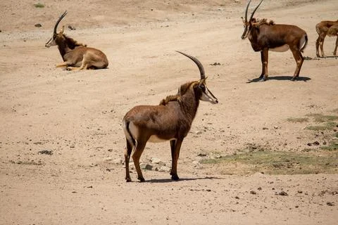 ANTELOPE Stock Photos
