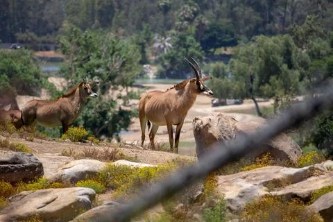 ANTELOPE Stock Photos