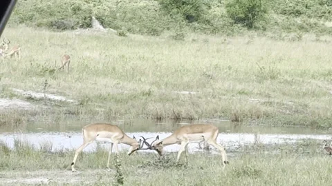 Antelope play fight Stock Footage 334746781
