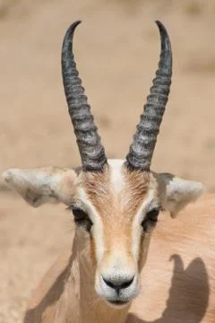 Antelope portrait Stock Photos