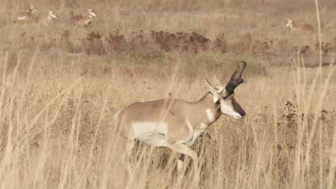 Antelope on Prairie 4k Stock Footage 152542193