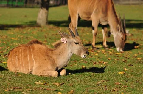 Antelope relax Stock Photos