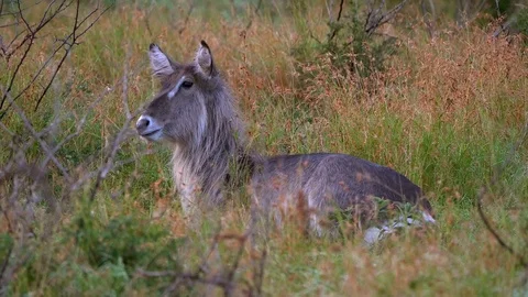 Antelope resting in grass Stock Footage 108490269