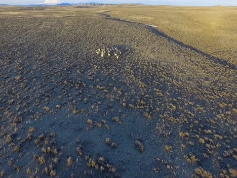 Antelope Run 1 動画素材 77450533