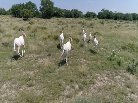 Antelope Running 動画素材 77519361