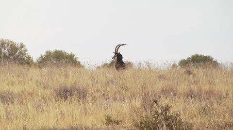 Antelope running in grassland of ranch Stock Footage 54590745
