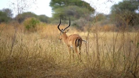Antelope In Savana. Isolate and expose young cub of antelope in Africa. Stock Footage 157208798