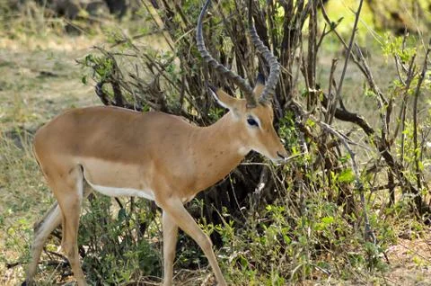Antelope in the savannah Stock Photos