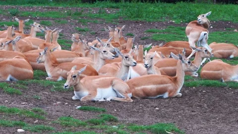 Antelope is scratching its back, a herd of female blackbuck antelopes is resting Stock Footage 145735578