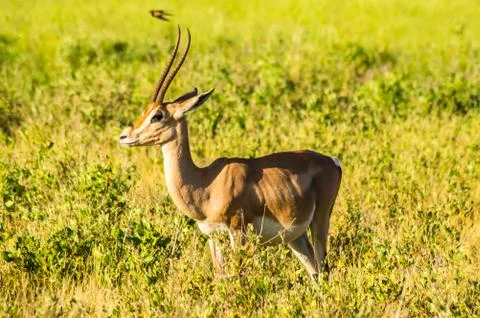 Antelope seen in profile in the savannah Stock Photos