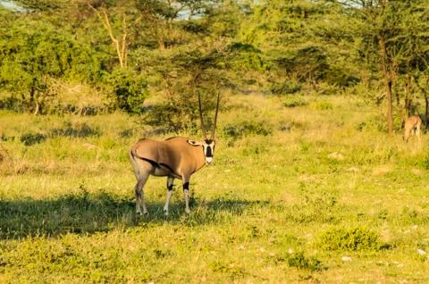 Antelope seen in profile in the savannah Foto stock