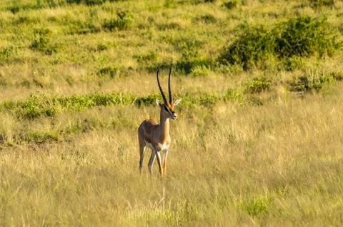 Antelope seen in profile in the savannah Stock Photos