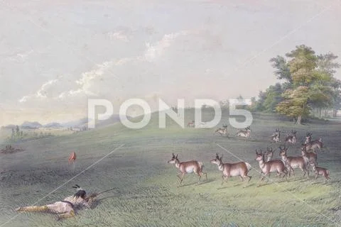Antelope shooting. An Indian lying prone on the grass fires his rifle