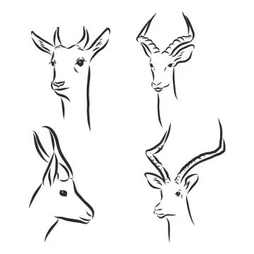 Antelope sketch vector graphics black and white drawing. antelope vector sket Stock Illustration