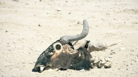 Antelope skull in the desert Video stock 116082090