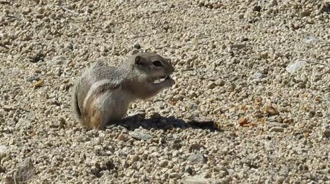 Antelope squirrel 1263 Stock Footage 49832947