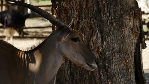 Antelope standing beside a tree trunk in a zoo enclosure under natural light Stock Footage 325793772