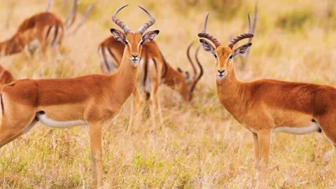  Antelope Standing Together Stock Footage 323143930