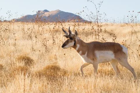Antelope Stepping Forward Stock Photos