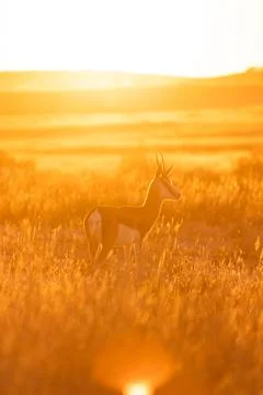 Antelope in the sun Stock Photos