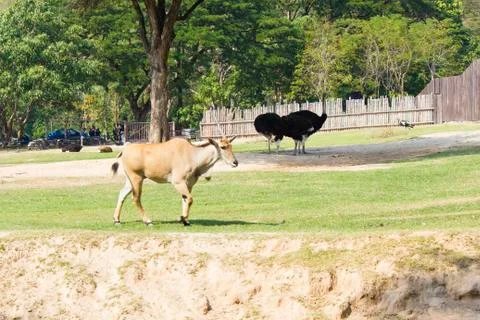 Antelope on walk Stock Photos