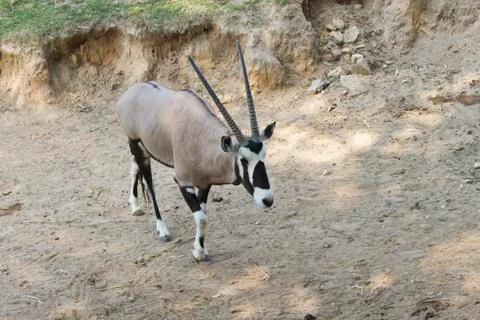 Antelope on walk Foto stock