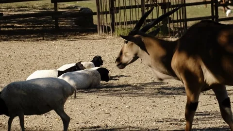 Antelope walking beside black headed sheep inside a zoo enclosure in natural Stock Footage 325794113